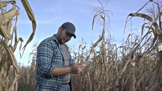 Farmer inspecting crops : A diligent farmer examines his maize crop under a sunny sky, representing agriculture, hard work and providing. The image evokes a sense of purpose and commitment.