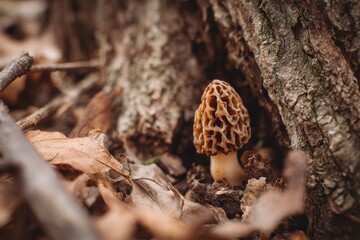 Close-up of a morel mushroom highlighting its intricate texture and natural hues, ideal for culinary enthusiasts and nature photographers seeking unique woodland imagery