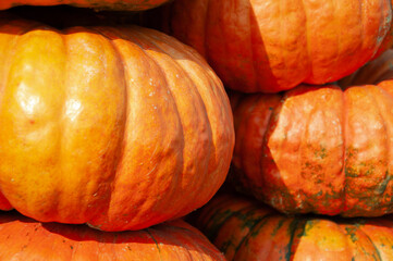 Sunlit pumpkins with a vibrant orange hue, showcasing smooth skin and natural ridges. Ideal for use in fall-themed designs, Thanksgiving marketing, Halloween or farm product visuals