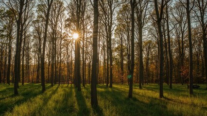 Heavenly rays pierce the treetops in a woodland setting