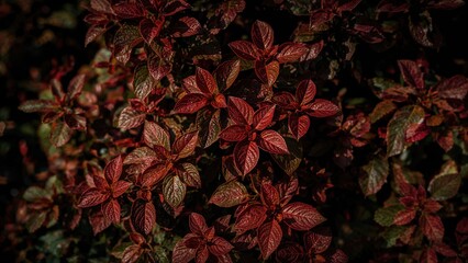 Close-up image of colorful red and green leaves on a plant emphasizing organic beauty