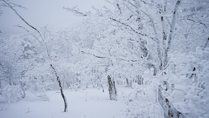 冬の八経ヶ岳の真っ白な樹氷
