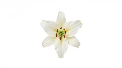 Obraz premium Isolated white lily head on a blank background, signifying virtue and purity