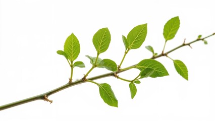 Fototapeta premium Magnified image of young leaves sprouting from slender branches on a clean white surface