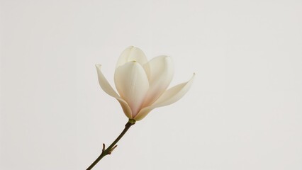 Obraz premium Magnolia blossoms displayed against a plain white surface