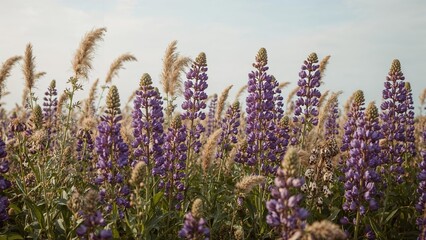 Fototapeta premium Mauve lupinus blossoms on an island with inflorescence and bean pods