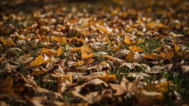 Detailed view of autumn leaves blanketing the ground in a sunlit woodland. Tilt-shift and soft focus techniques highlight the seasonal textures.