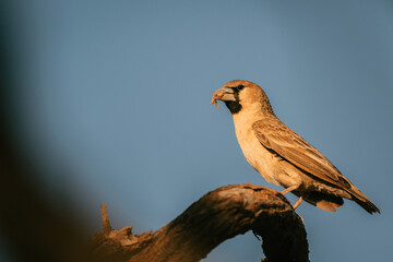 Webervogel in Namibia