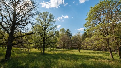Fototapeta premium Dense and safeguarded woodland areas