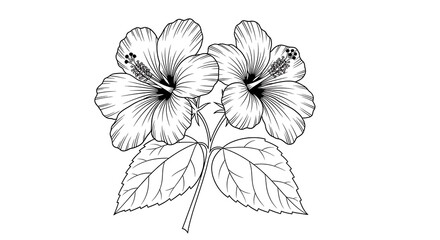 Obraz premium Two intricately detailed hibiscus flowers are joined by leaves in a line art style