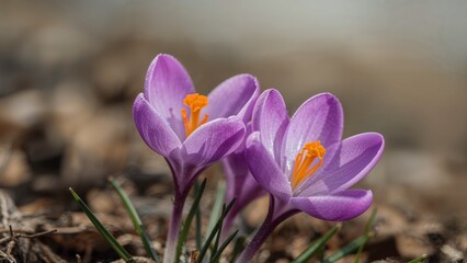 Intimate Perspective of Purple Crocus Blossoms with Contrasting Orange Pistils and Stamens