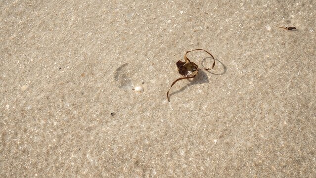 Zoomed-in perspective of fine sandy texture in sunny weather