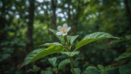 Detailed view of Jarak Wulung, a wild herb commonly seen along roadside and forest edges