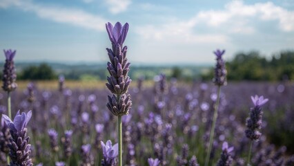 Macro Image Fragrant Lavender Flowers