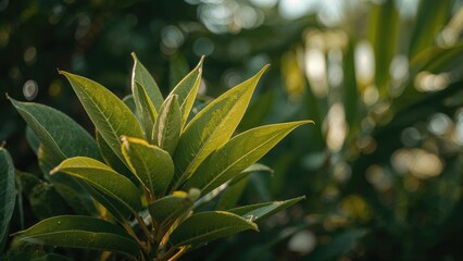 Obraz premium Detailed shot of vibrant young orange leaves outdoors