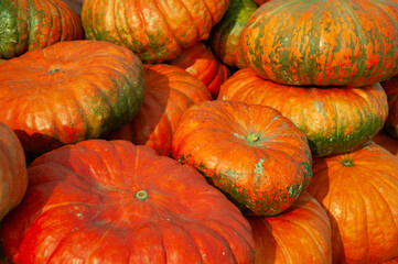 Colorful flat, round pumpkins with unique green and orange color patterns. Ideal for harvest festivals, fall marketing, and farm-to-table content