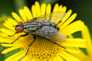 Detailed close-up of a fly with striking red eyes, perched on a vibrant yellow flower, showcasing nature's intricate beauty.