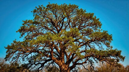 Obraz premium Large Lush Tree Against a Bright Blue Sky, Nature Scene, Forest, Verdant Foliage, Clear Sky, Eco-Friendly, Scenic, Outdoors, Daytime
