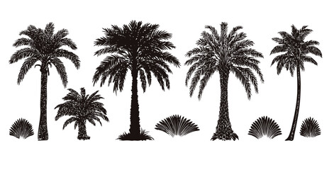 Collection of black palm tree silhouettes. Isolated set of tropical plant illustrations for summer design. Vector icons of exotic trees and bushes.