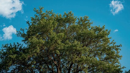 Fototapeta premium Tree Branches Set Against a Bright Blue Sky
