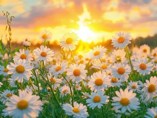 Beautiful spring field meadow flowers chamomile, nature landscape