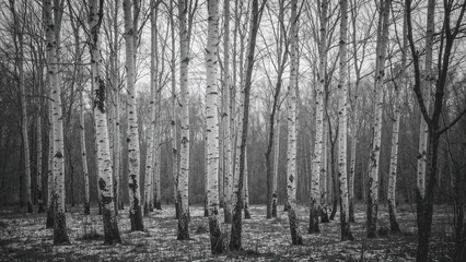 Stickers Berkenbos Black and white photograph capturing slender birch trunks with textured bark in a grove  © Holo Frame