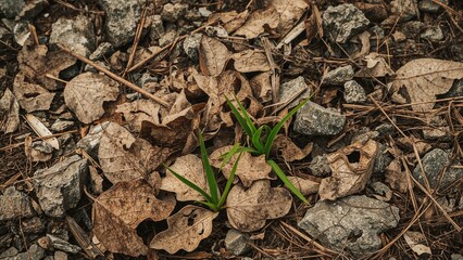 Dried leaves scattered across stones contrast with new green growth, symbolizing nature's ongoing cycle of life and decay.