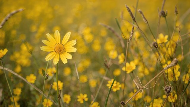 Ixeris japonica, the yellow wildflower variety