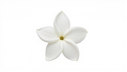 Jasmine Flower Displayed on a Clean White Background