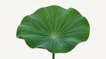 Intricate Veining on Nelumbo Nucifera Leaves