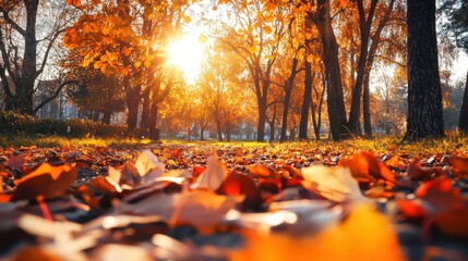 Autumn scene, fall, trees and leaves in sun light nature romantic landscape