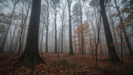 Obraz premium Misty forest landscape in fall, showcasing thick tree trunks and natural ground cover, dark ambiance, photo realistic concept art background