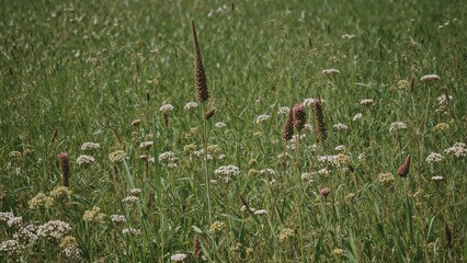 Stunning meadow filled with wildflowers including common bistort and knotweed under a summer sky