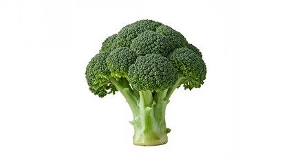Bright green broccoli crown displayed on a white background