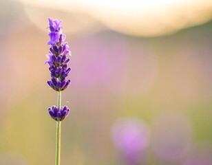 Fototapeta premium Single lavender spike against soft sunset