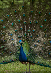 Fototapeta premium A majestic blue peacock proudly displays its large, iridescent tail feathers in a full, fanned-out courtship display.