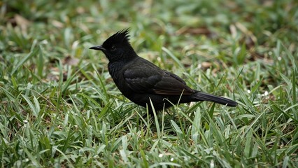 Obraz premium A highly intelligent passerine bird unique to an island, the Crested Myna is under threat from introduced myna species and enjoys legal protection as a Category II species.