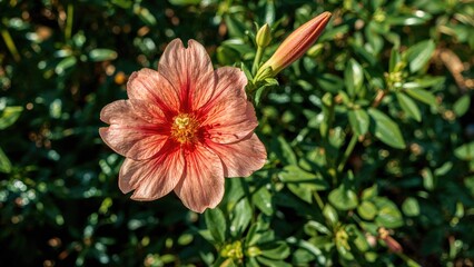 Intriguing plant flower in my yard