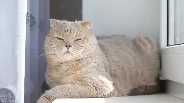 Cute curious scottish fold cat relaxing at home next to the window, closeup portrait
