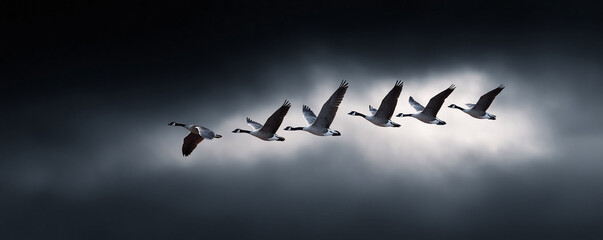 Graceful geese soar across a dramatic sky. Flight formation evokes themes of unity, migration, and perseverance. Great for conveying ambition or overcoming challenges.