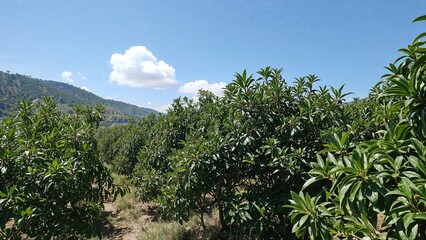 Hass avocado orchards thriving with organic methods in a warm coastal area
