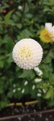 Biała dalia w ogrodzie botanicznym © Joanna G.