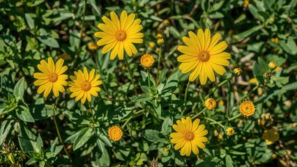 Fototapeta premium Vibrant yellow blossoms thriving under warm sunlight in a lush garden setting