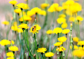Yellow flowers in the sunlight