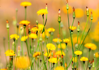 Yellow flowers in the sunlight