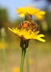 Close-up of a honeybee collecting pollen on a yellow flower