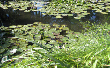 Lily Pads and Grasses by a Peaceful Pond on a Sunny Day