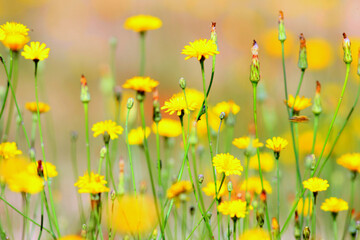 Yellow flowers in the sunlight