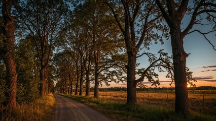 Obraz premium Natural landscape bathed in soft light at summer sunset
