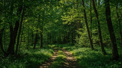 Woodland pathway with shadows and lush greenery